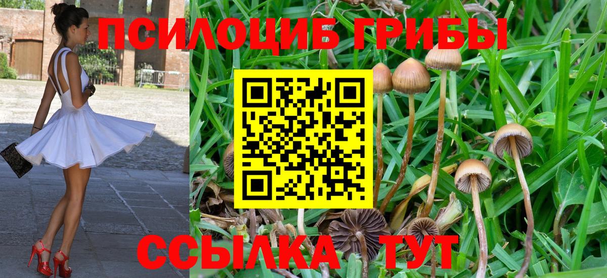 Владивосток  Галлюциногенные грибы Cubensis  Вход с VPN 